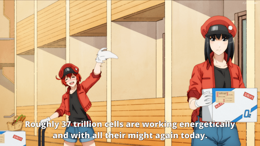 How To Watch Cells at Work in The Right Order! 